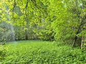 Žemaitkiemio centre parduodamas sklypas - nuotraukos Nr. 13