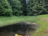Ramioje Musės upės kilpoje, nedideliame - nuotraukos Nr. 35