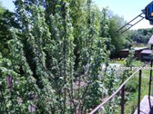 Aluonos hidrografinis draustinis – - nuotraukos Nr. 15