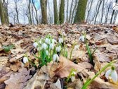 ** S/b "Šernai" Parduodamas Puikus Sklypas ** - nuotraukos Nr. 3