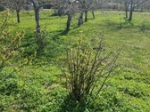 Parduodamas sodo sklypas Palangoje, - nuotraukos Nr. 8