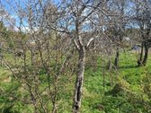 Parduodamas sodo sklypas Palangoje, - nuotraukos Nr. 9