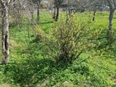 Parduodamas sodo sklypas Palangoje, - nuotraukos Nr. 10