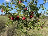 Parduodamas 30 hektarų ekologiškas obuolių - nuotraukos Nr. 5