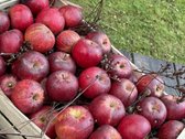 Parduodamas 30 hektarų ekologiškas obuolių - nuotraukos Nr. 8