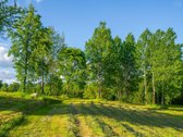 Atsikeliate ryte – paukščiai čiulba, pro - nuotraukos Nr. 21