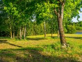 Atsikeliate ryte – paukščiai čiulba, pro - nuotraukos Nr. 19