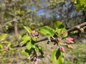 Parduodami du besiribojantys sklypai sodų - nuotraukos Nr. 29