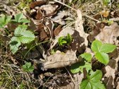 Parduodami du besiribojantys sklypai sodų - nuotraukos Nr. 30