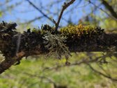 Parduodami du besiribojantys sklypai sodų - nuotraukos Nr. 31