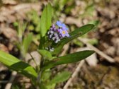 Parduodami du besiribojantys sklypai sodų - nuotraukos Nr. 32