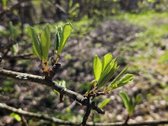 Parduodami du besiribojantys sklypai sodų - nuotraukos Nr. 33