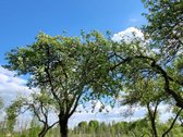 Parduodama išskirtinė sodyba netoli Vilniaus - nuotraukos Nr. 28