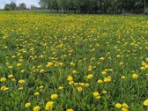 Parduodamas 0,4600 ha gyvenamosios paskirties - nuotraukos Nr. 3