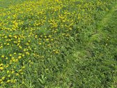 Parduodamas 0,4600 ha gyvenamosios paskirties - nuotraukos Nr. 5