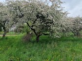 Parduodama Sodyba Ramioje Dzūkijos Vietoje – - nuotraukos Nr. 6