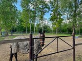 Parduodamas Žirgynas Jonavos Rajone - nuotraukos Nr. 22