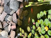 Parduodamas renovuotas gyvenamasis namas - nuotraukos Nr. 29