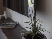 Parduodamas Išskirtinio Interjero 2 Kambarių - nuotraukos Nr. 5