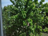 Parduodamas dviejų aukštų medinis / rąstinis - nuotraukos Nr. 31