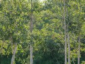 Įsikurkite ten, kur gamta apkabina iš visų - nuotraukos Nr. 17