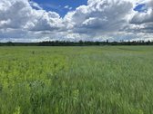 Parduodamas 2,6400 ha žemės ūkio paskirties - nuotraukos Nr. 5