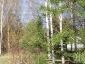 Parduodamas Namų Valdos Sklypas Dobromislėje - nuotraukos Nr. 5
