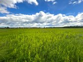 Parduodamas 2,6400 ha žemės ūkio paskirties - nuotraukos Nr. 7