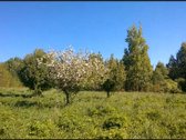 Zemaitijos viduryje parduodamas naturalios