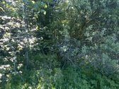 Zemaitijos viduryje parduodamas naturalios - nuotraukos Nr. 2