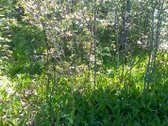Zemaitijos viduryje parduodamas naturalios - nuotraukos Nr. 3
