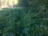 Zemaitijos viduryje parduodamas naturalios - nuotraukos Nr. 4