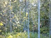 Zemaitijos viduryje parduodamas naturalios - nuotraukos Nr. 5