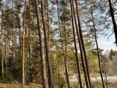 Sklypas prie ežero Molėtuose su nuosavu mišku! - nuotraukos Nr. 7