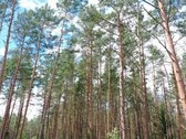 Parduodamas Sklypas Prie Meduvio Ež., Puiki - nuotraukos Nr. 16