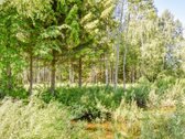 Sodyba 8,5 ha sklype šalia vandens telkinio - nuotraukos Nr. 29