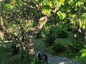 Parduodamas tvarkingas namas Klaipėdoje su - nuotraukos Nr. 13