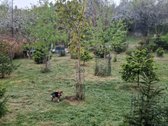 Parduodamas tvarkingas namas Klaipėdoje su - nuotraukos Nr. 16