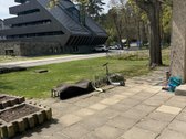 Juodkrantėje Ramioje vietoje prie pušyno - nuotraukos Nr. 6