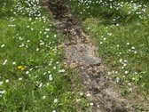 Parduodamas Jaukus Sodo Sklypas Su Namu - nuotraukos Nr. 24