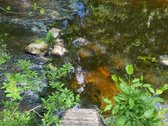Nevėžio liežuvis šalia Velžio. Žemės ūkio - nuotraukos Nr. 5