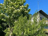  Išpuoselėta aplinka ir keli sklypai: namų - nuotraukos Nr. 7