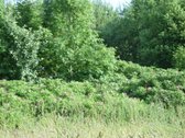 Parduodamas žemės ūkio paskirties sklypas 13 - nuotraukos Nr. 3