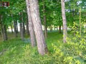 Nuo Panevėžio miesto 15 km., iki kiemo - nuotraukos Nr. 6