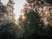 Parduodamas Unikalus Namelis Miške Palangos - nuotraukos Nr. 5