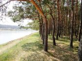 Parduodamas miškas (pušynas) 5,00 ha, - nuotraukos Nr. 4