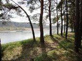 Parduodamas miškas (pušynas) 5,00 ha, - nuotraukos Nr. 7