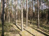 Parduodamas miškas (pušynas) 5,00 ha, - nuotraukos Nr. 6
