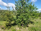 Parduodamas geroje vietoje esantis sklypas - nuotraukos Nr. 10