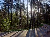 Parduodamas miškas (pušynas) 5,00 ha, - nuotraukos Nr. 3